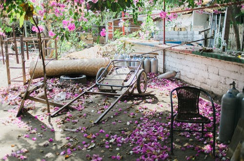 老年的后院，用下降的花瓣中的购物车 · 免费素材图片