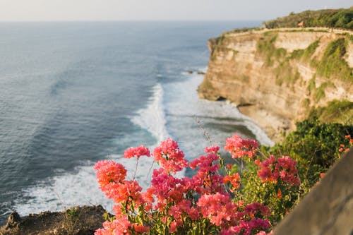 白天在海洋上空的悬崖上的花 · 免费素材图片