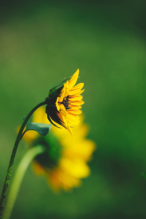 有关倾斜移位, 向日葵, 模糊背景的免费素材图片