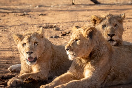 有关动物摄影, 南非, 危险的免费素材图片