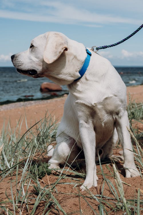 白色短涂的狗坐在棕色的草地上 · 免费素材图片