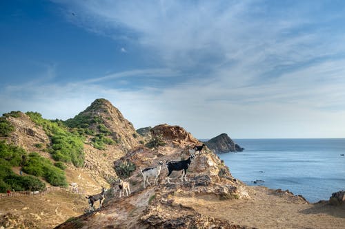 有关冷静, 动物学, 动物的免费素材图片