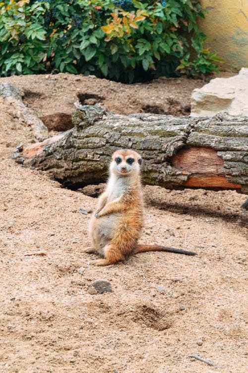 有关公園, 動物, 動物園的免费素材图片