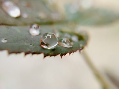 有关H2O, 宏观, 微妙的免费素材图片