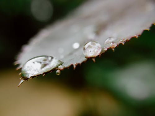 有关H2O, 宏观, 微妙的免费素材图片