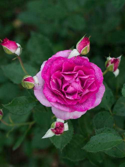 有关杂交茶玫瑰, 植物的, 植物群的免费素材图片