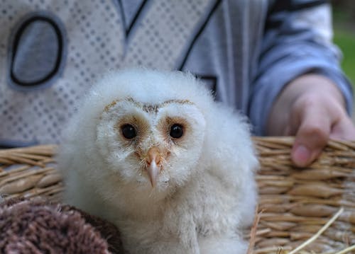 有关動物, 動物園, 可愛的免费素材图片