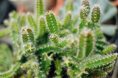 有关仙人掌, 仙人掌植物, 刺的免费素材图片