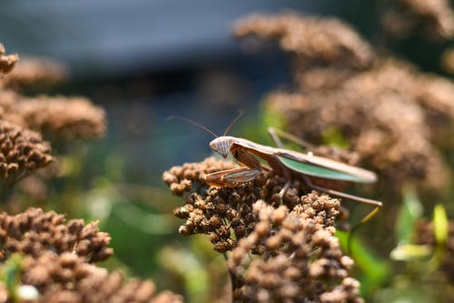 小螳螂坐在干燥的灌木丛上 · 免费素材图片