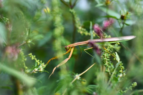 螳螂在白天在新鲜的绿色植物中狩猎 · 免费素材图片