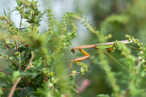 茂密植被中的掠食性绿螳螂 · 免费素材图片