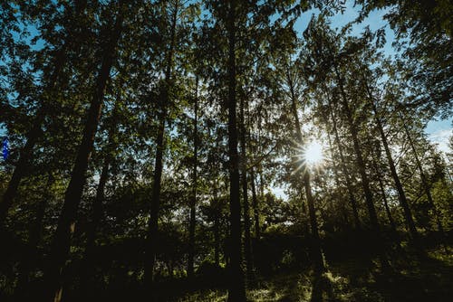 有关天性, 太陽眩光, 森林的免费素材图片