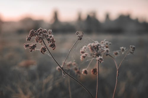 有关乾枯, 景深, 枯萎的免费素材图片