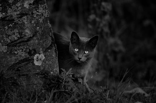 在自然树附近的黑猫 · 免费素材图片