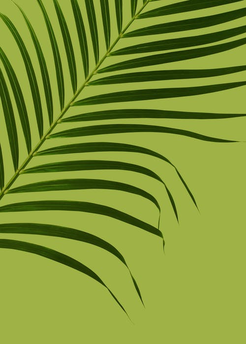 外来植物的绿叶 · 免费素材图片
