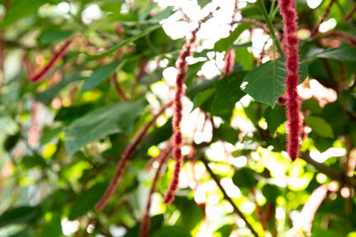 布什与绿色的树叶上不寻常的红色花朵 · 免费素材图片