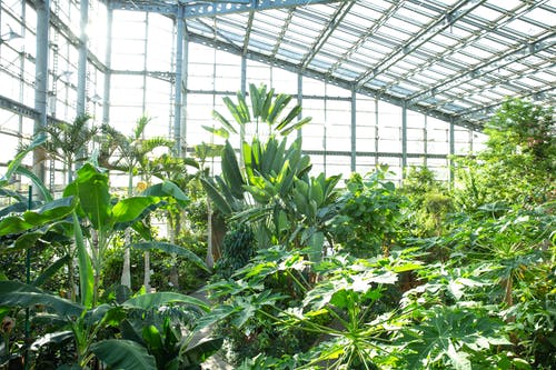 现代玻璃温室中生长的绿色植物 · 免费素材图片