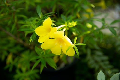 小黄色的花开在草地上 · 免费素材图片