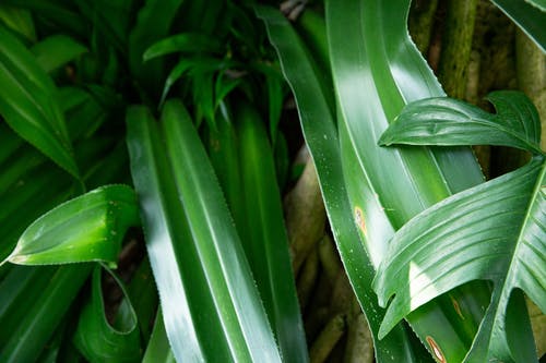 植物在雨林中的绿叶 · 免费素材图片