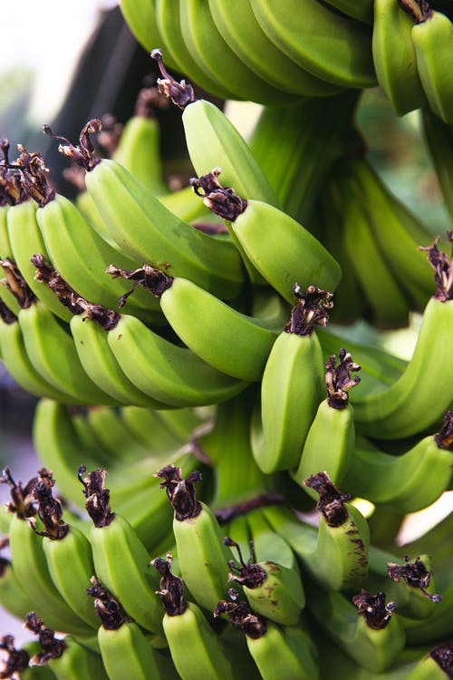未成熟的香蕉生长在棕榈树上 · 免费素材图片