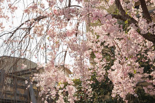 在城市公园中生长的樱花 · 免费素材图片
