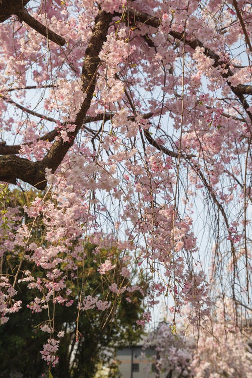 白天在公园里盛开的樱花树 · 免费素材图片