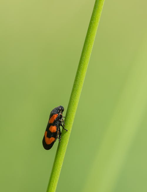 有关froghopper, 动物学, 动物的免费素材图片