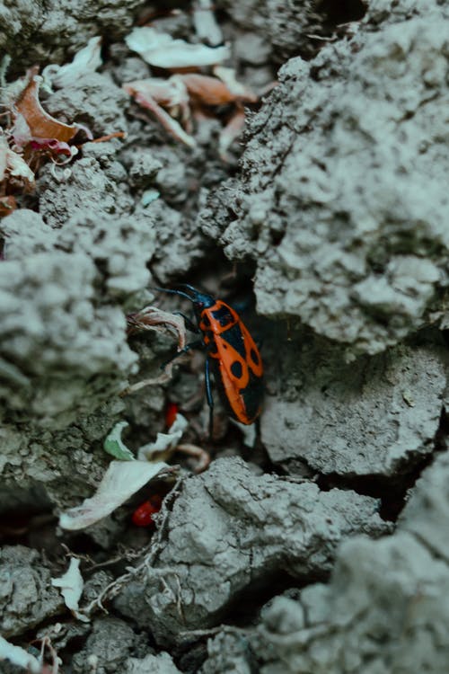 有关pyrrhocoris apterus, 下落, 乾的的免费素材图片