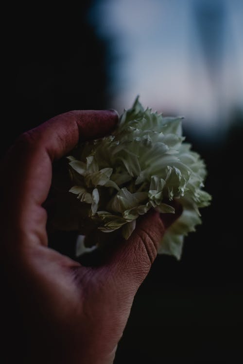 拿着白花花束的人 · 免费素材图片