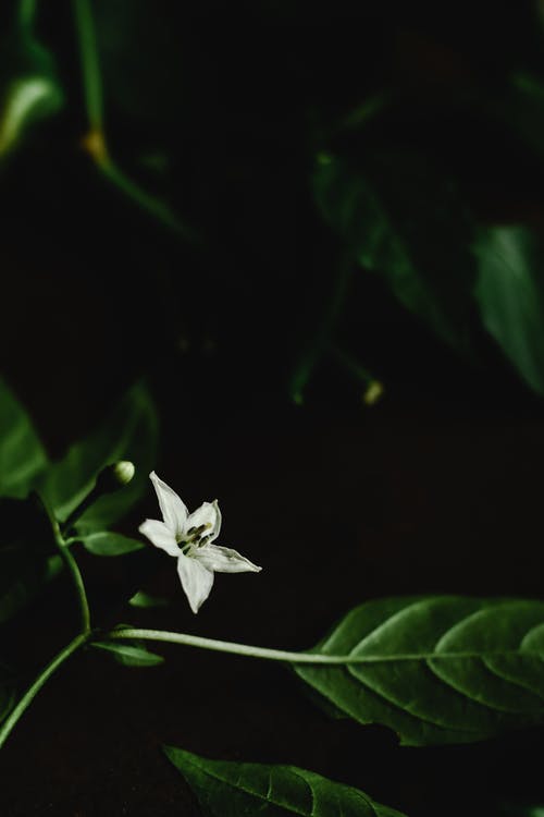 白花与绿色的树叶 · 免费素材图片