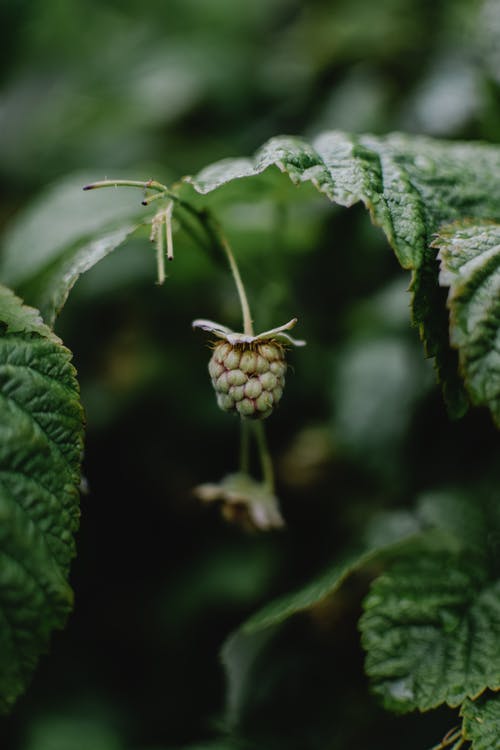 绿色植物在微距镜头 · 免费素材图片