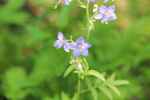 有关commelina, 壁紙, 微妙的免费素材图片