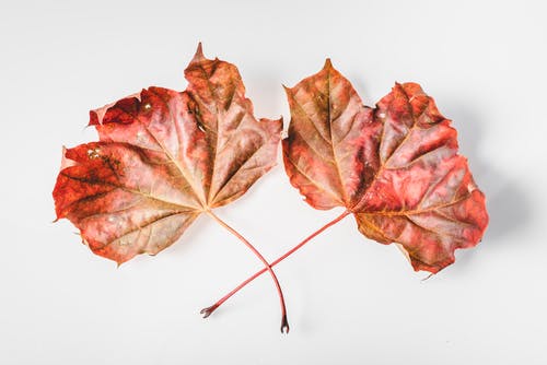 有关下落, 枯叶, 秋天的免费素材图片