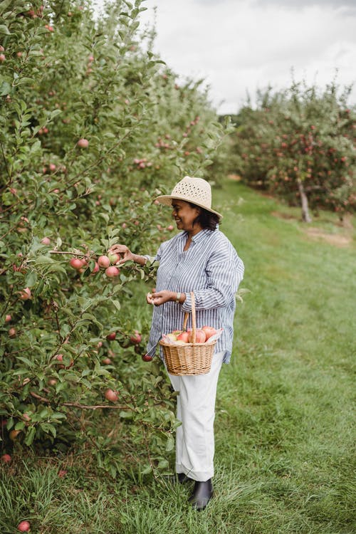 西班牙裔女人收获成熟的苹果在花园里 · 免费素材图片