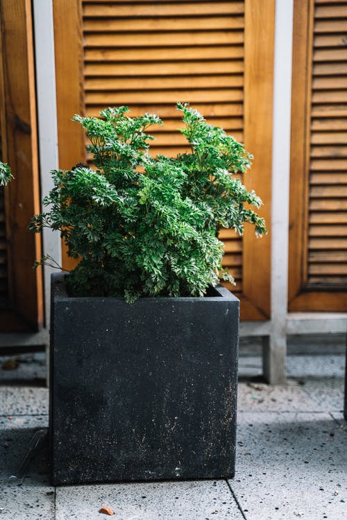 黑锅上的绿色的植物 · 免费素材图片