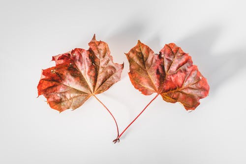 有关下落, 枯叶, 秋天的免费素材图片