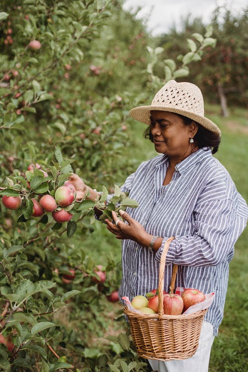 微笑的女士在绿色的花园中收获成熟的苹果 · 免费素材图片