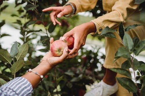 不露面的族裔收割机，从农村的树上收集成熟的苹果 · 免费素材图片