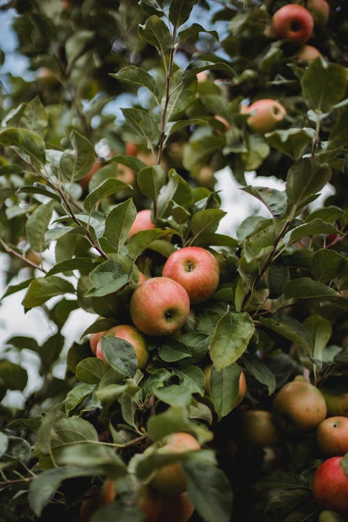 成熟的苹果，生长在绿色的树枝上 · 免费素材图片