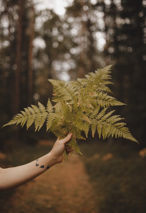 在森林里展示蕨叶的作物匿名女人 · 免费素材图片