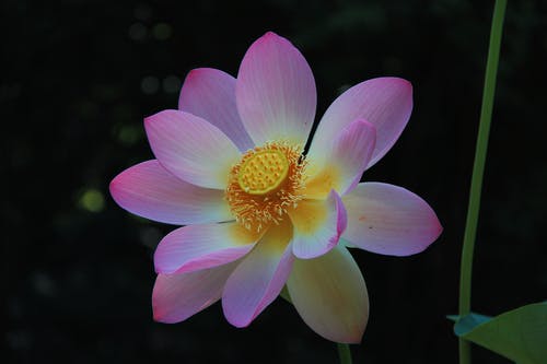 有关&#39;印度莲花&#39;, nelumbo nucifera, 微距摄影的免费素材图片