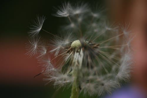 有关增长, 夏天, 大麻的免费素材图片