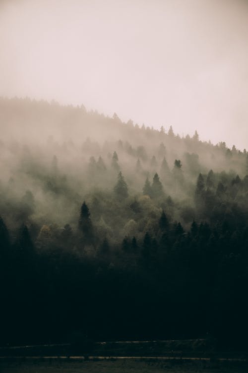 山坡上的绿色薄雾森林 · 免费素材图片
