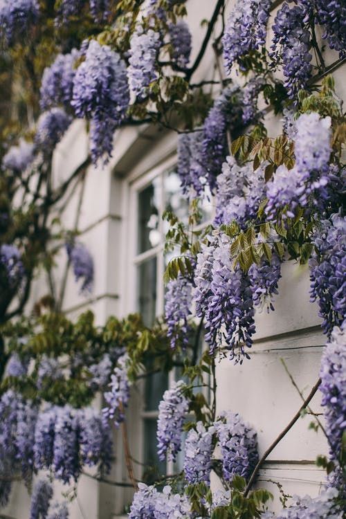 白色混凝土建筑上的紫色花 · 免费素材图片