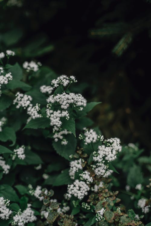 白花与绿叶 · 免费素材图片