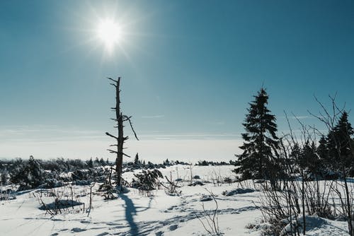 雪域景观覆盖着雪和冷杉 · 免费素材图片