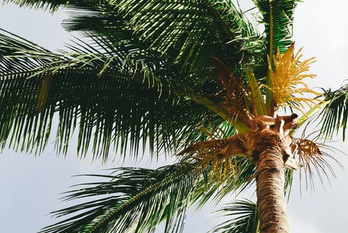 异国情调的棕榈树在夏季的一天 · 免费素材图片