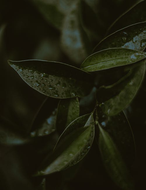 自然界中的湿植物的绿叶 · 免费素材图片
