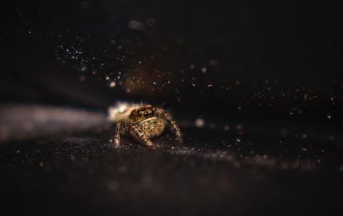 有关salticidae, 令人不寒而栗的, 元素的免费素材图片