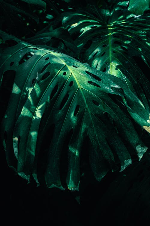 龟背竹的大绿叶 · 免费素材图片
